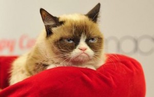 Create meme: grumpy cat, grumpy cat, grumpy cat