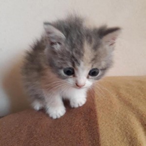 Create meme: fluffy kittens, kitties, adorable kittens