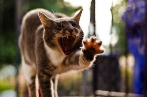 Create meme: cats, cat, yawning cat