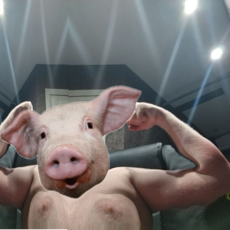 Create meme: pig , boar pig, the pig's face