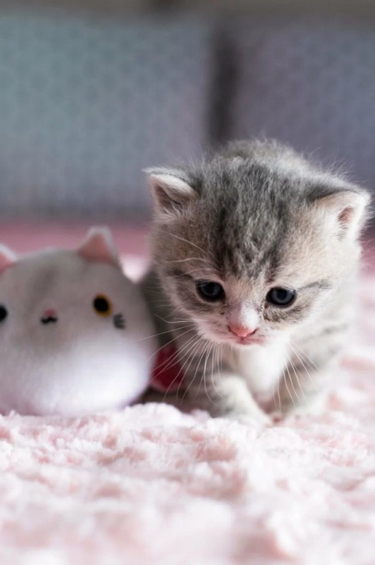 Create meme: very cute cats, cute cats , cute kittens