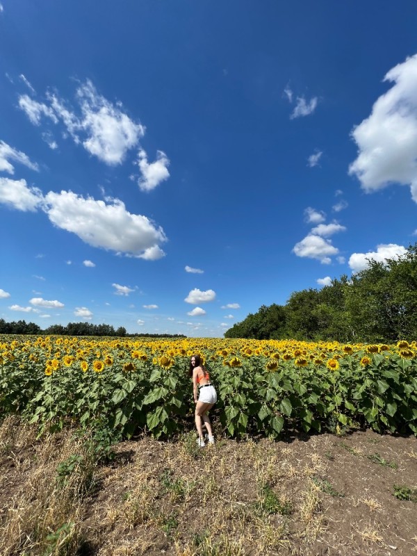Create meme: girl , field of sunflowers, sunflowers russia
