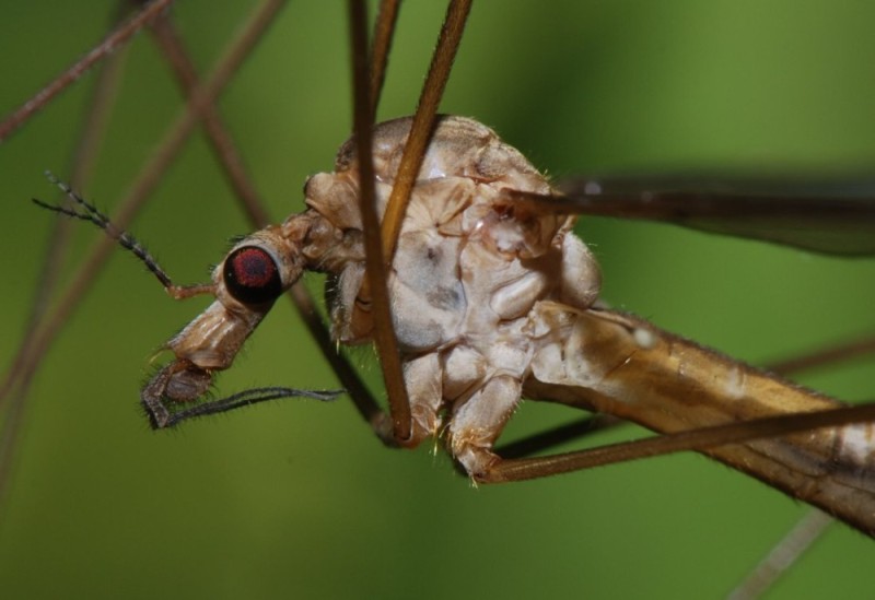 Создать мем: обычный комар, долгоножка, муха долгоножка