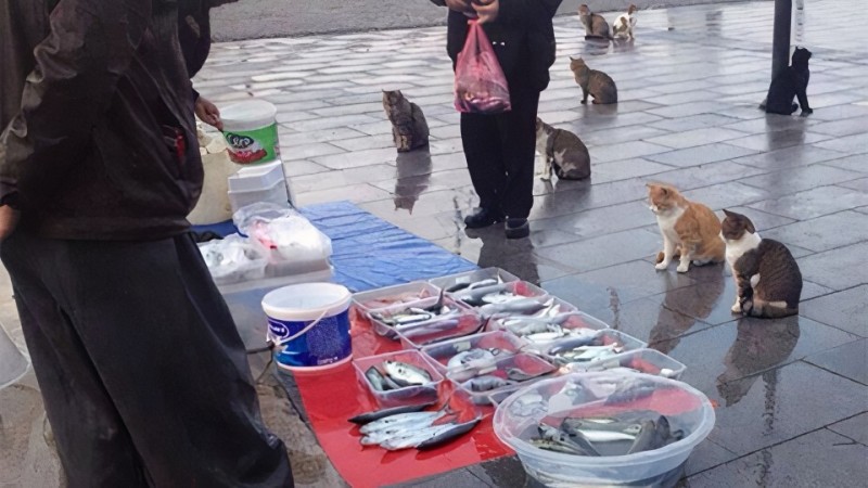 Создать мем: кот продает рыбов, продаете рыбов, вы продаете рыбов