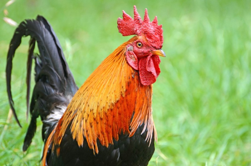 Create meme: rooster , the cock is big, cock ordinary