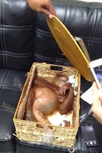 Create meme: orangutan, orangutan, a woman gave birth to an orangutan