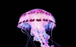 Создать мем: водные животные, в мире медуз дашли, неоновая медуза