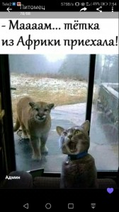 Создать мем: мемы с котами дзен, смешные животные, слив кошки из африки