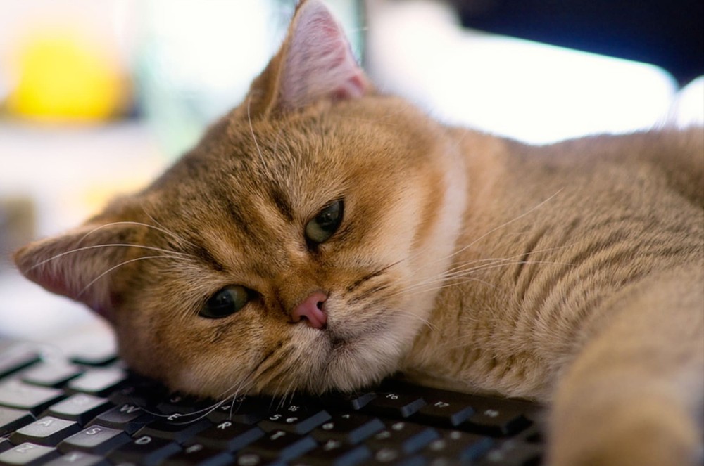 Создать мем: кот с ноутбуком, скучающий котик, очень грустный кот