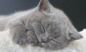 Создать мем: сонный серый котенок, котенок спокойной ночи, сладких снов котенок