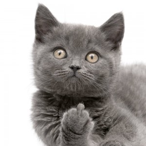 Create meme: british shorthair cat, grey cat, British cat
