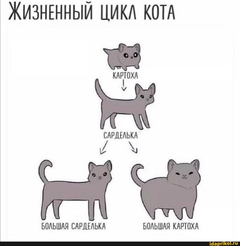 Create meme: The cat cycle, the stages of growing up a cat, The cycle of a cat's life