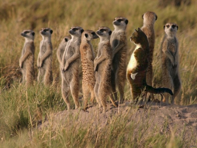 Create meme: funny meerkats, a pack of meerkats, meerkats at home