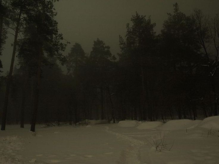 Создать мем: пейзаж мрачный, лес снег туман, ночью в лесу