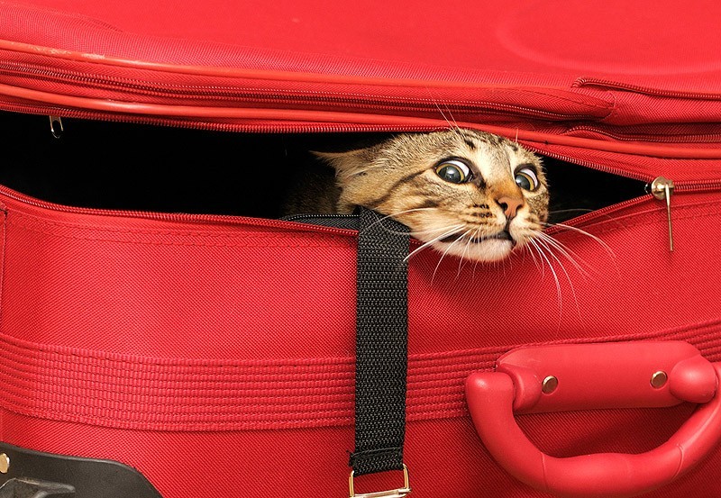Create meme: a cat with a suitcase, cats with suitcases, A suitcase on vacation