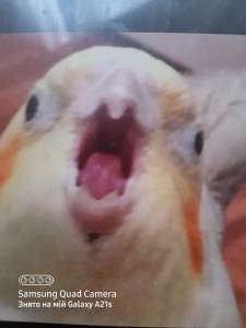 Create meme: screaming parrot meme, meme parrot, screaming parrot