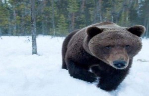 Create meme: grizzly bear, bear bear