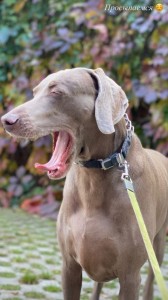 Create meme: Weimaraner dog, the Weimaraner