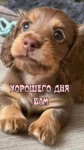 Создать мем: собачки милые, открытки с добрым утром с собачками, милые щенки