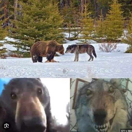 Создать мем: волк и медведь смотрят друг на друга мем, всратый волк, мем волк
