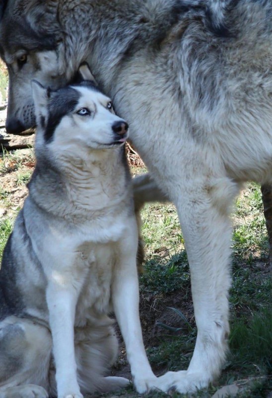 Create meme: husky wolf, husky malamute, Siberian husky agouti