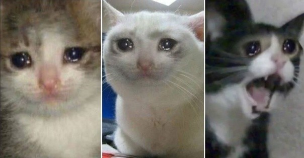 Создать мем: плачущий кот, плачущие коты, кот плачет мем