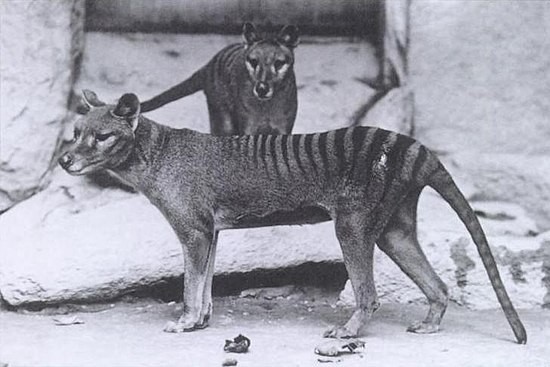 Create meme: tasmanian marsupial wolf, thylacine marsupial wolf, tasmanian tiger