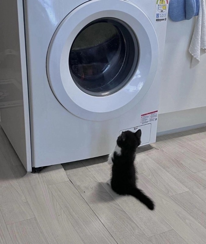 Создать мем: стиральная машина, кот, стиральная машина маленькая