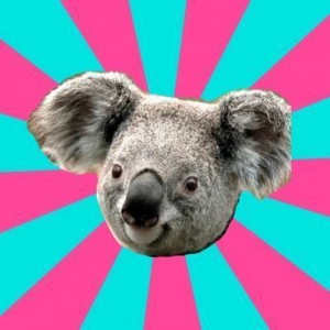 Create meme: koala, Koala Roleador