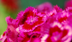 Create meme: carnation Moulin, colorful Dianthus, carnation