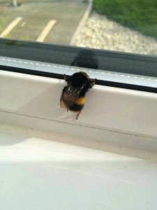 Create meme: Animal, bumblebee