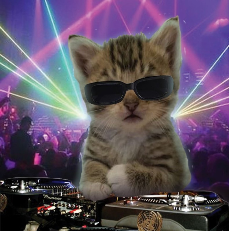Создать мем: cat cat, очаровательные котята, кот на дискотеке