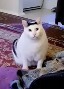 Создать мем: турецкий ван, голубоглазая кошка, кот бендер