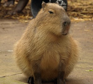 Create meme: capybaras, capybara animal, rodent capybara