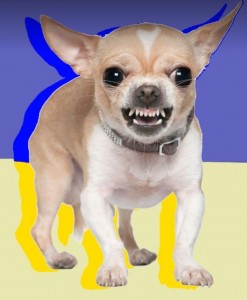 Создать мем: злая чихуахуа, собака чихуахуа, порода чихуахуа