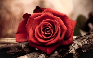 Create meme: roses on a brown background, Wallpaper desktop roses, Burgundy velvet rose Bud