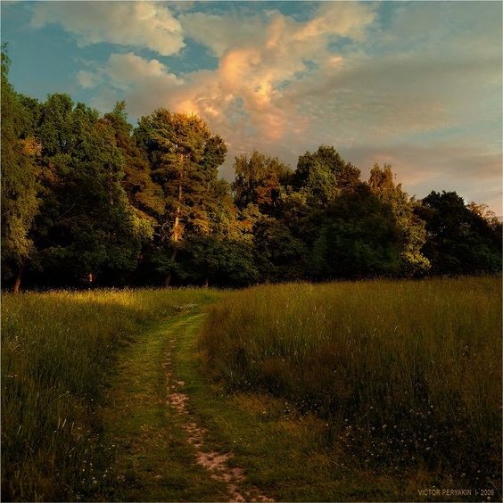 Create meme: forest landscape, nature summer, landscape with a path