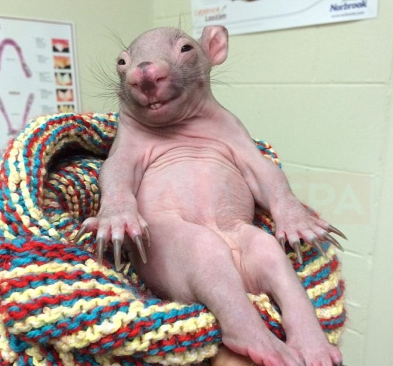 Create meme: the baby wombat, bald wombat, bald rat