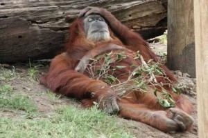 Create meme: Sumatran orangutan, monkey orangutan, orangutan