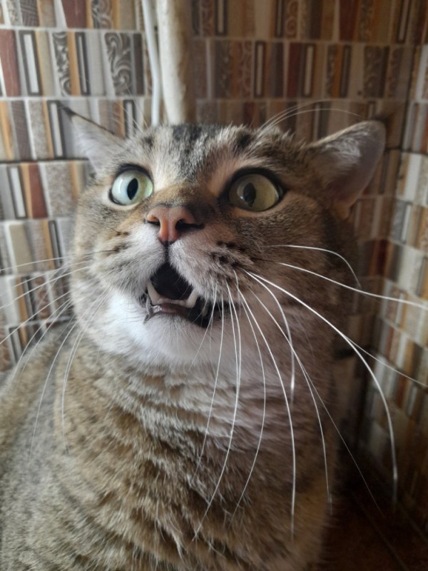 Создать мем: смешные коты, удивленный котик, удивленный кот