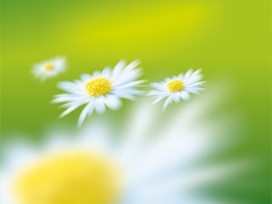 Create meme: Wallpaper chamomile field, background daisies vector, blue background with daisies