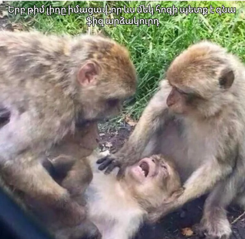Создать мем: дайте мне спокойно умереть мем, мем обезьяна, мем обезьяны вместе сила