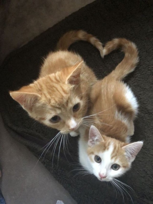 Create meme: cuddling cats, twin kittens, cat 