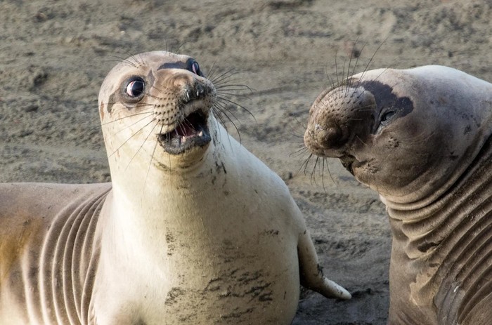 Создать мем: животные смешные, тюлень морской котик, смешной тюлень