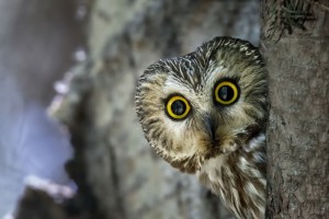 Create meme: owl owl, owl, owl photo is beautiful
