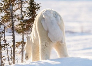 Создать мем: белый медведь зимой, белый медведь детеныши, любовь никитина