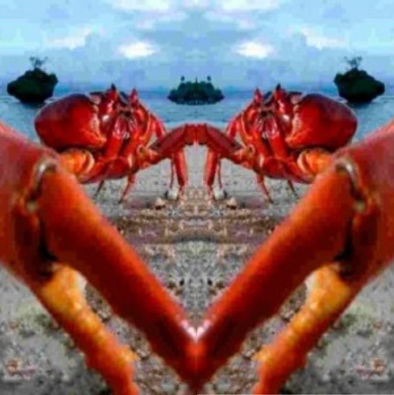 Create meme: crab , red earth crab, christmas island crabs