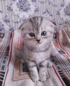 Create meme: British fold kittens 1 month photo, Scottish fold kittens, fold kittens