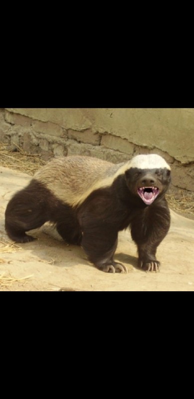 Create meme: honey badger , honeyeater animal, honey badger meme