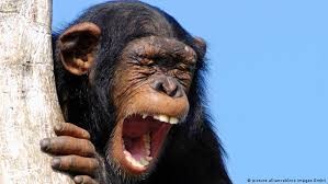 Create meme: monkey funny , chimpanzees , chimpanzee genus